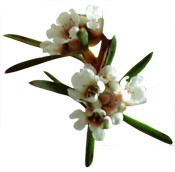 Fragonia Agonis Fragrans plant - seams hand cream ingredients - seamsbeauty.co.uk